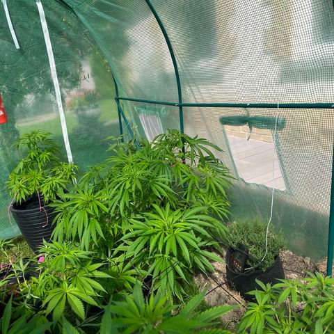 Early skunk  growlog timeline photo