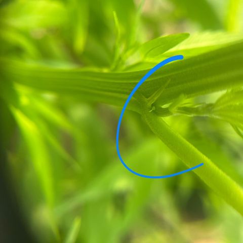 Early skunk  growlog photo: Déclaration Early skunk regular (femelle) 
