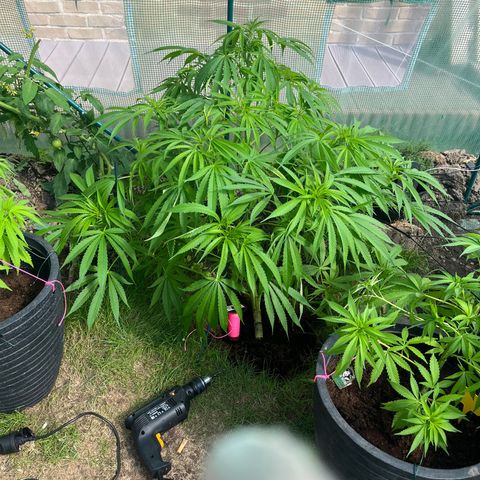 Early skunk  growlog timeline photo