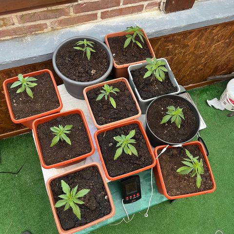 Early skunk  growlog photo: Croissance 