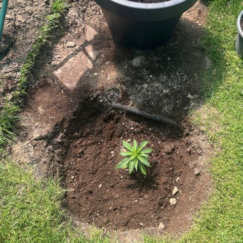 Early skunk  growlog photo: Rempotage extérieur 