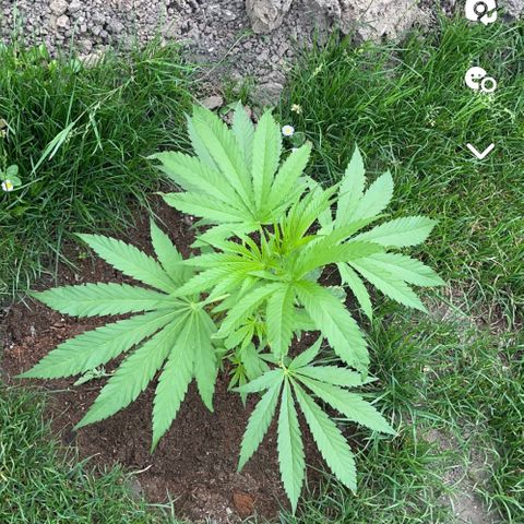 Early skunk  growlog timeline photo