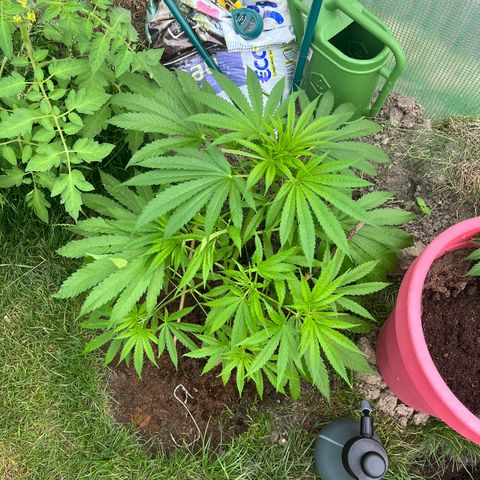 Early skunk  growlog timeline photo