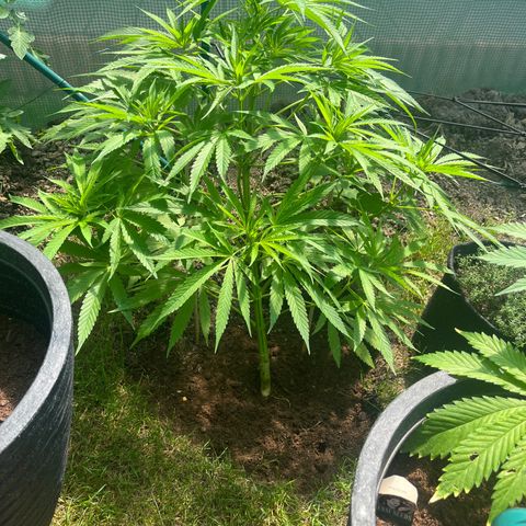 Early skunk  growlog timeline photo