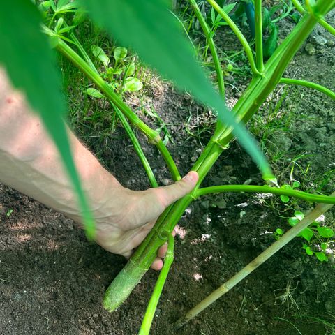 Early skunk  growlog timeline photo