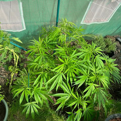 Early skunk  growlog timeline photo