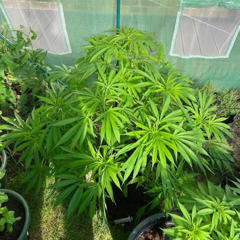 Early skunk  growlog timeline photo