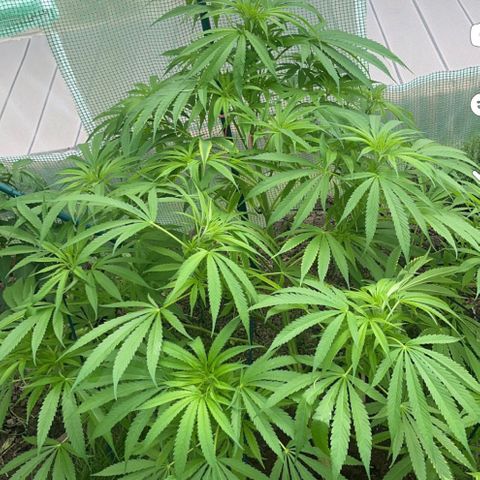Early skunk  growlog timeline photo