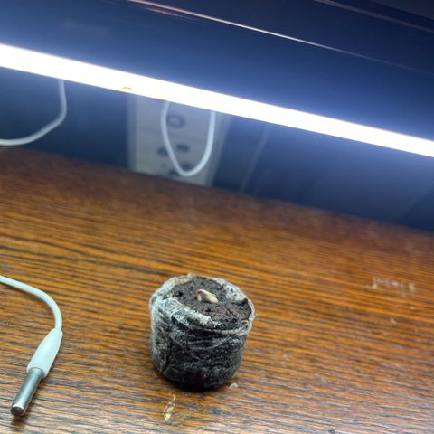 Auto northem cream  growlog timeline photo