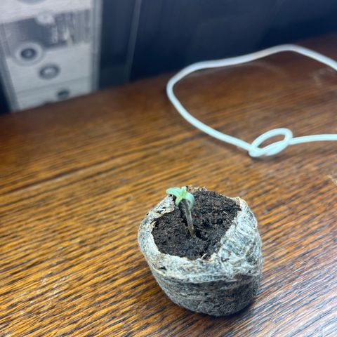 Auto northem cream  growlog timeline photo