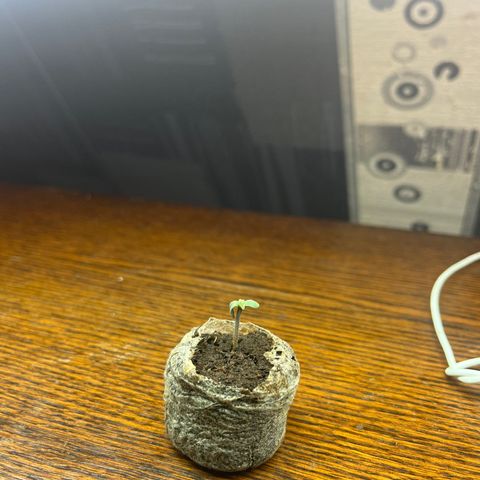 Auto northem cream  growlog photo: Première cotylédons 