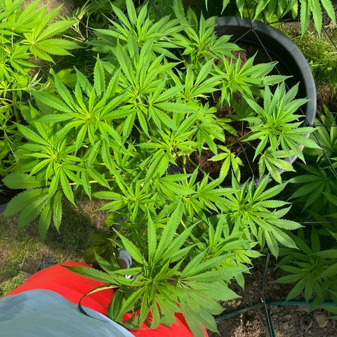 Early Skunk growlog in Outdoor