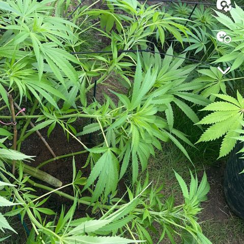 Early skunk  growlog timeline photo