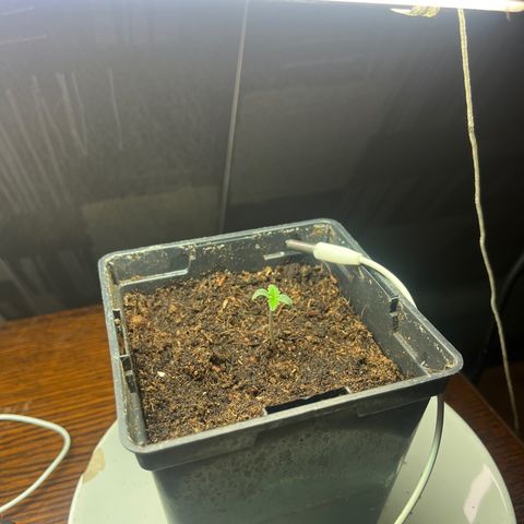 Auto northem cream  growlog timeline photo