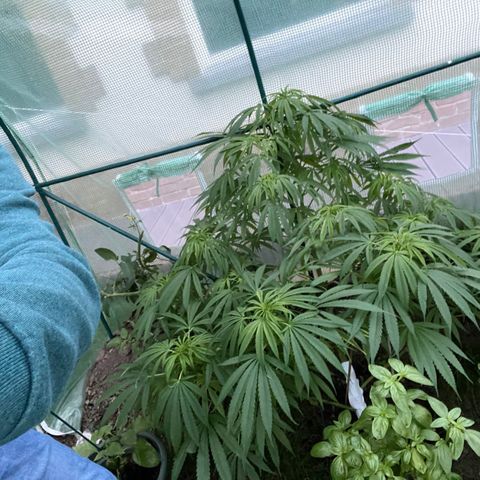 Early skunk  growlog photo: 💪🏻