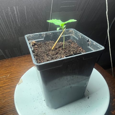 Auto northem cream  growlog timeline photo