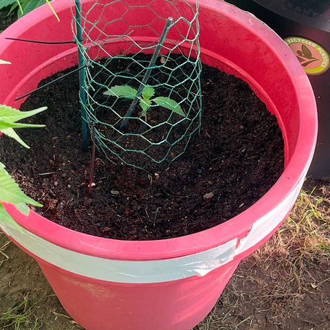 Auto northem cream  growlog timeline photo