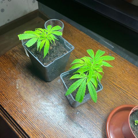 Exp Clonex/bouturage growlog in Indoor