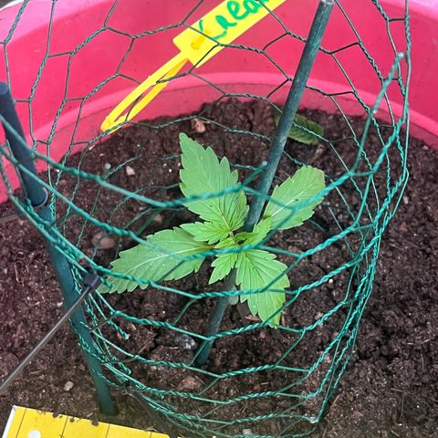 Auto northem cream  growlog timeline photo