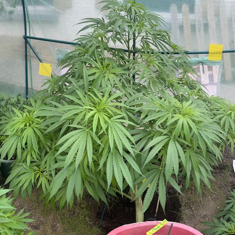Early skunk  growlog timeline photo