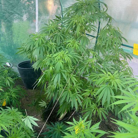 Early skunk  growlog timeline photo