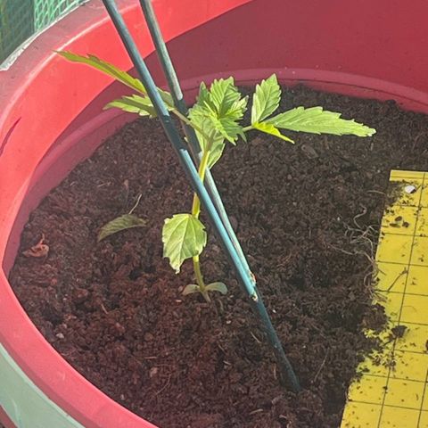 Auto northem cream  growlog timeline photo