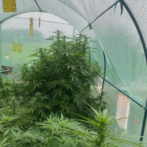 Early skunk  growlog timeline photo
