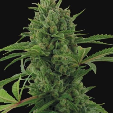 Pineapple Express  growlog timeline photo