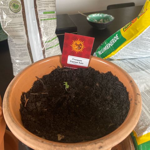 Pineapple Express  growlog timeline photo