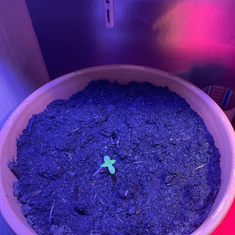 Pineapple Express growlog timeline photo