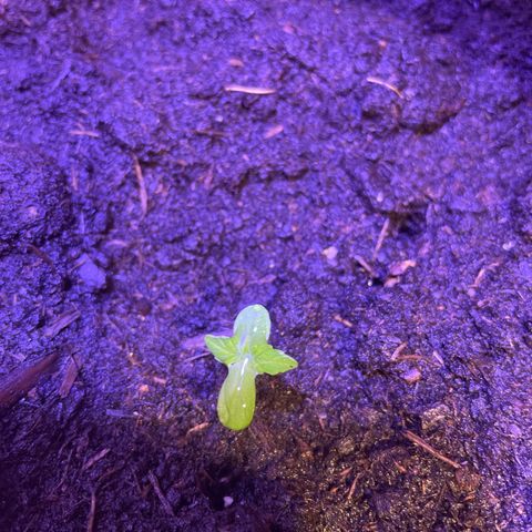Pineapple Express growlog timeline photo