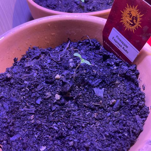 Pineapple Express  growlog timeline photo