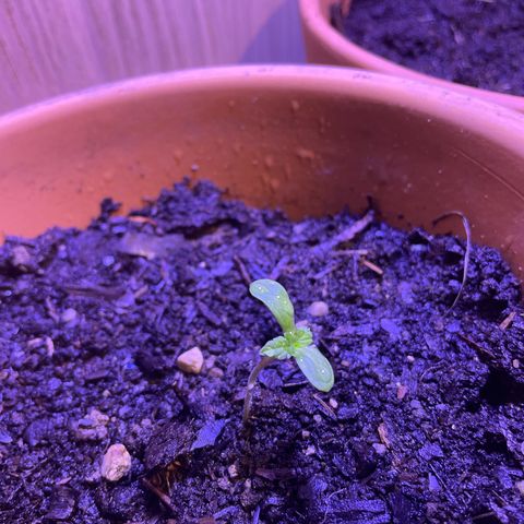 Pineapple Express  growlog timeline photo