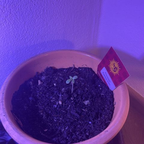 Pineapple Express  growlog timeline photo