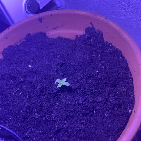 Pineapple Express growlog timeline photo