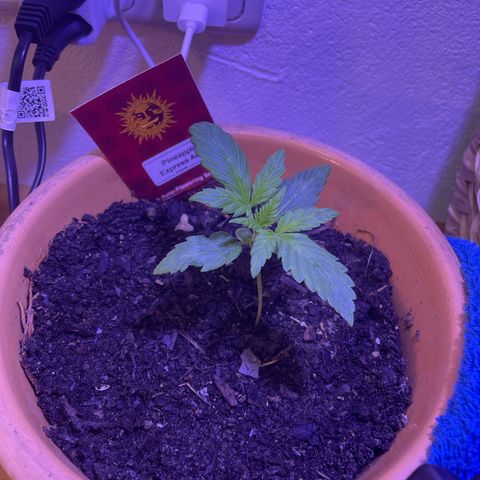 Pineapple Express  growlog timeline photo