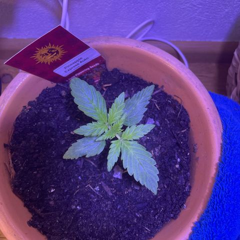Pineapple Express  growlog timeline photo