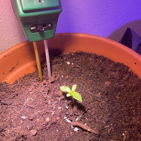 Pineapple Express growlog timeline photo