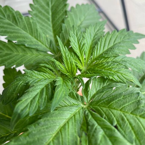 Pineapple Express  growlog timeline photo