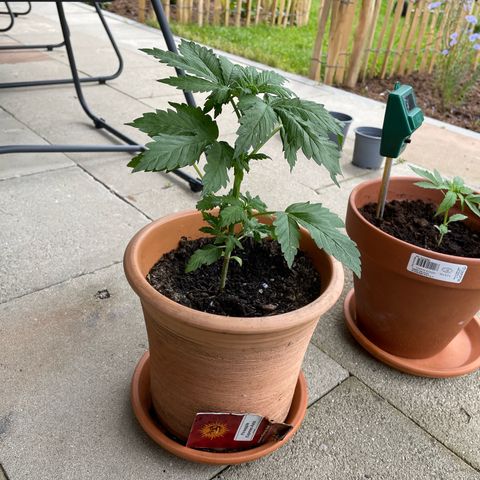 Pineapple Express  growlog timeline photo