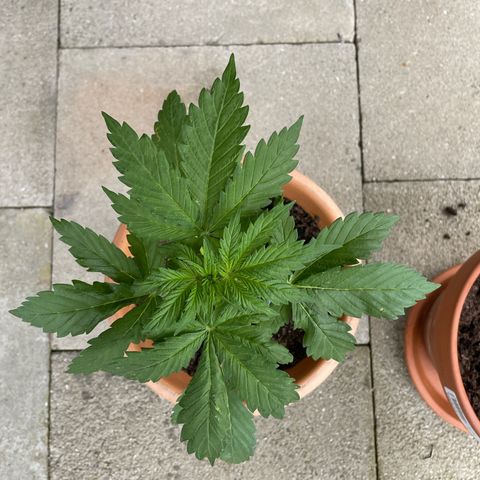 Pineapple Express  growlog timeline photo