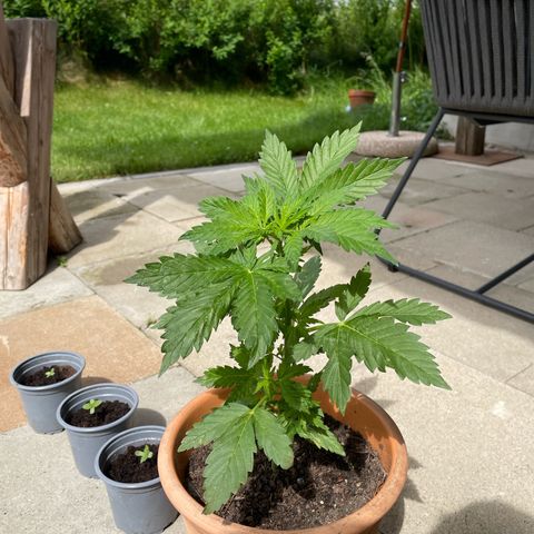Pineapple Express  growlog timeline photo