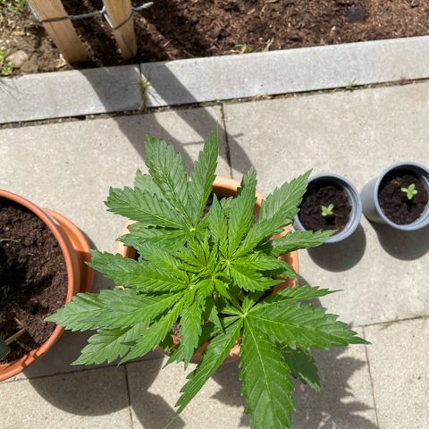 Pineapple Express  growlog timeline photo