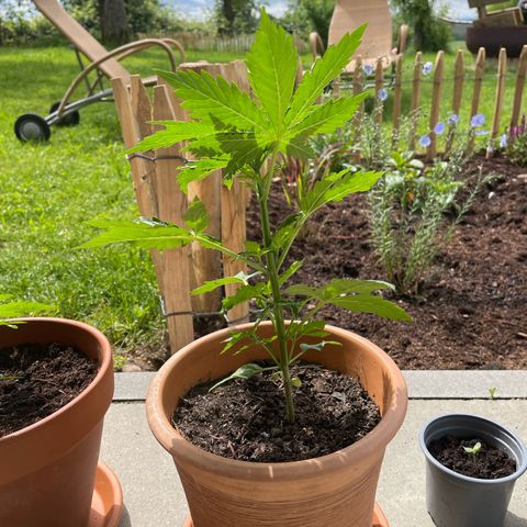 Pineapple Express  growlog timeline photo