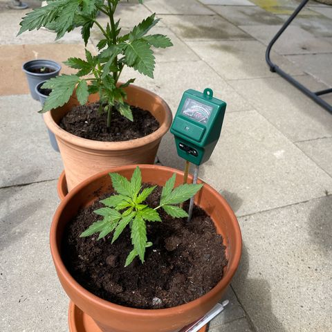 Pineapple Express growlog timeline photo