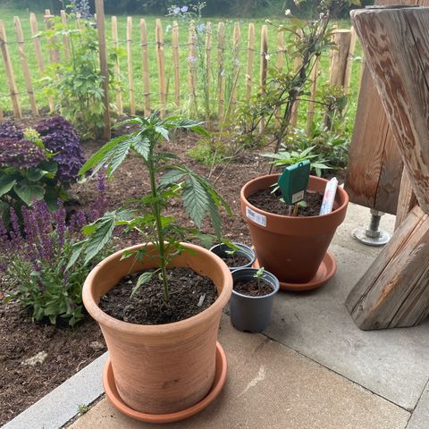 Pineapple Express  growlog timeline photo
