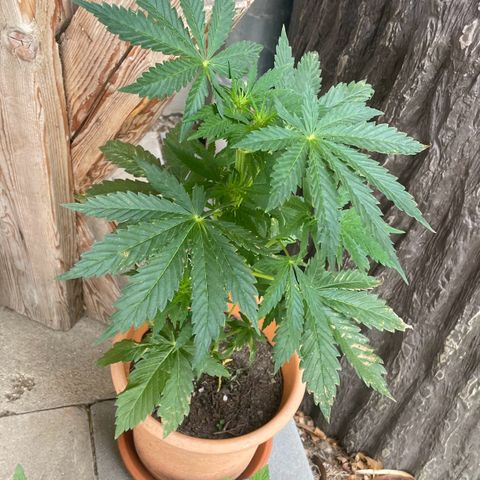 Pineapple Express  growlog timeline photo