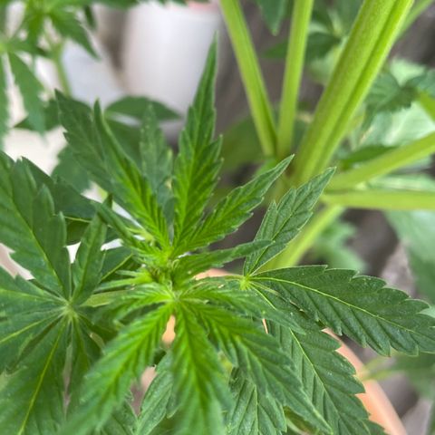 Pineapple Express  growlog timeline photo