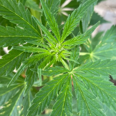 Pineapple Express  growlog timeline photo