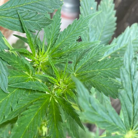 Pineapple Express  growlog timeline photo